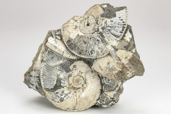 Jurassic Ammonite (Kosmoceras) Cluster - England #207754